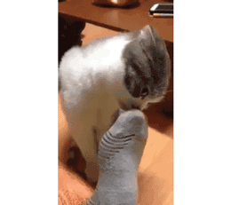 猫の扱い方教えて下さい！