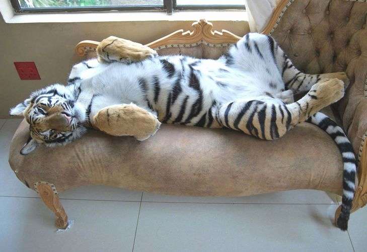 猫の扱い方教えて下さい！