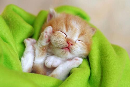 猫の扱い方教えて下さい！