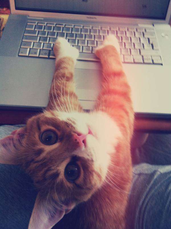 猫の扱い方教えて下さい！