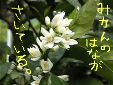 筆談するトピ。