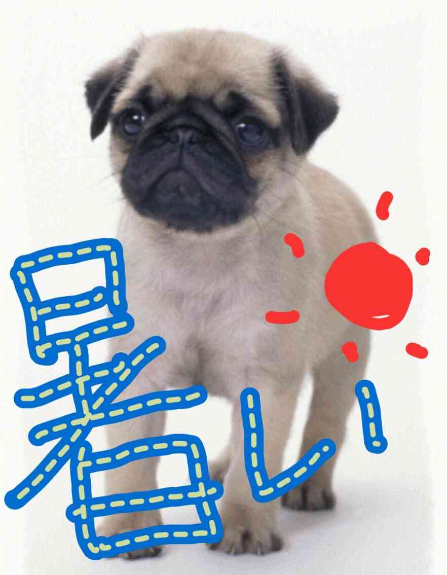筆談するトピ。
