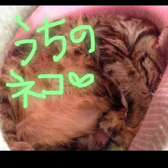 筆談するトピ。