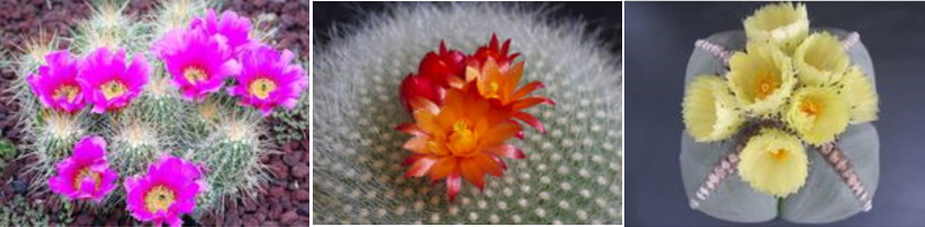 お家でお花育ててる方、何の花を育ててますか?