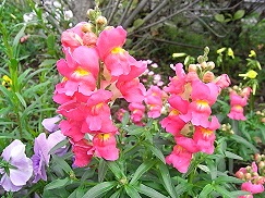 お家でお花育ててる方、何の花を育ててますか?