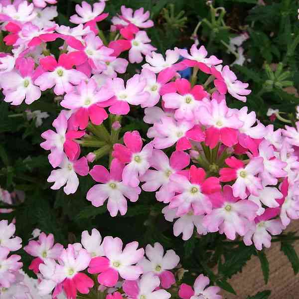 お家でお花育ててる方、何の花を育ててますか?