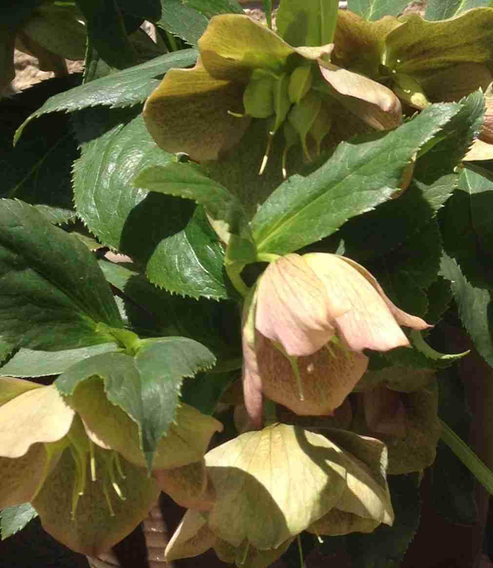 お家でお花育ててる方、何の花を育ててますか?
