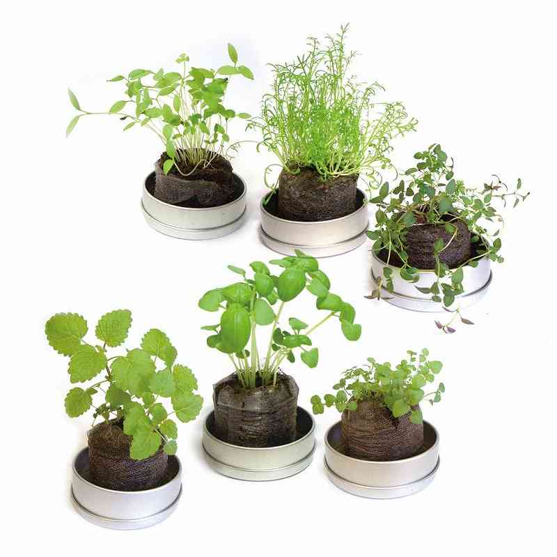 お家でお花育ててる方、何の花を育ててますか?