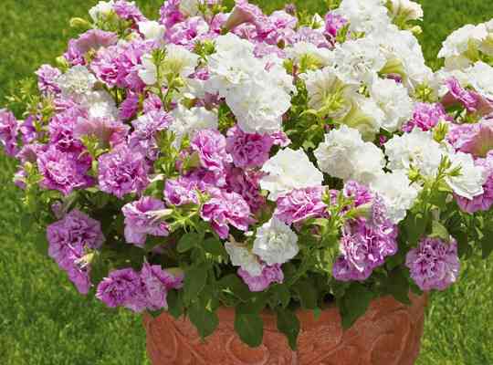 お家でお花育ててる方、何の花を育ててますか?