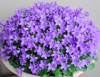 お家でお花育ててる方、何の花を育ててますか?