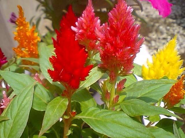 お家でお花育ててる方、何の花を育ててますか?