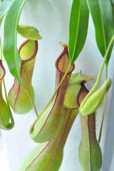 お家でお花育ててる方、何の花を育ててますか?
