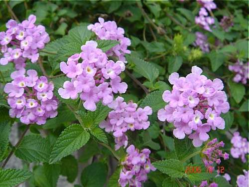 お家でお花育ててる方、何の花を育ててますか?