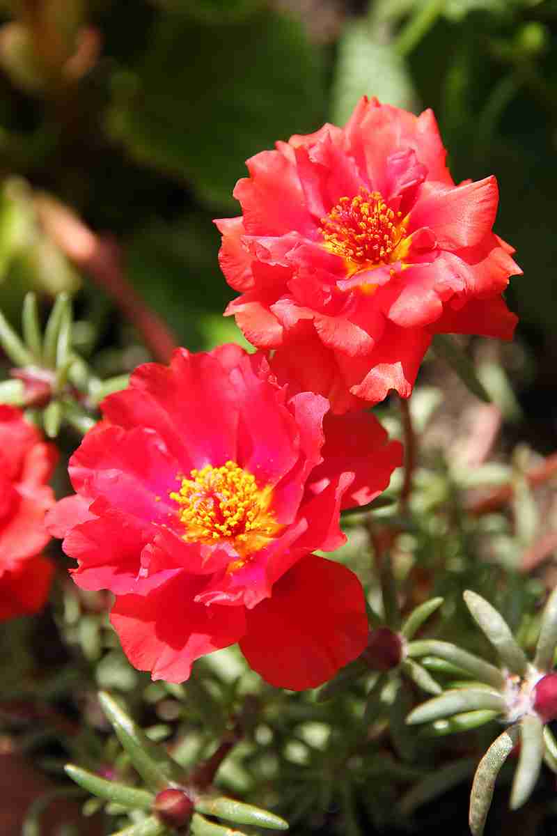 お家でお花育ててる方、何の花を育ててますか?