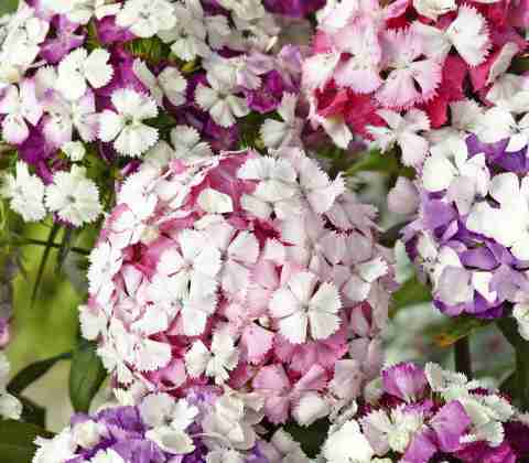 お家でお花育ててる方、何の花を育ててますか?