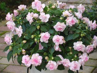 お家でお花育ててる方、何の花を育ててますか?