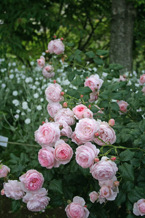 お家でお花育ててる方、何の花を育ててますか?