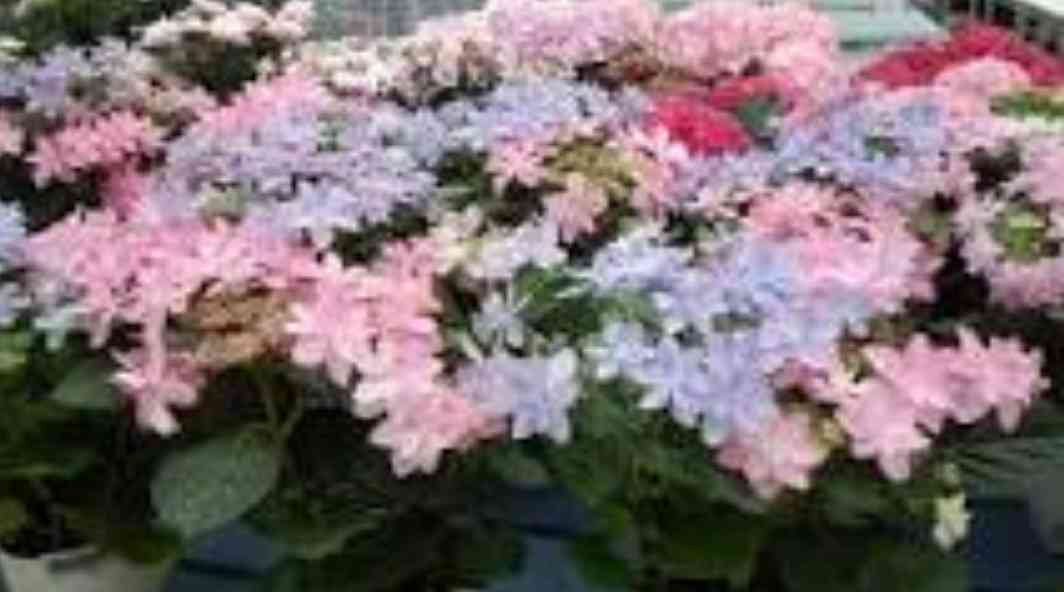 お家でお花育ててる方、何の花を育ててますか?