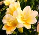 お家でお花育ててる方、何の花を育ててますか?
