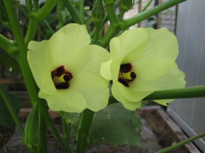 お家でお花育ててる方、何の花を育ててますか?