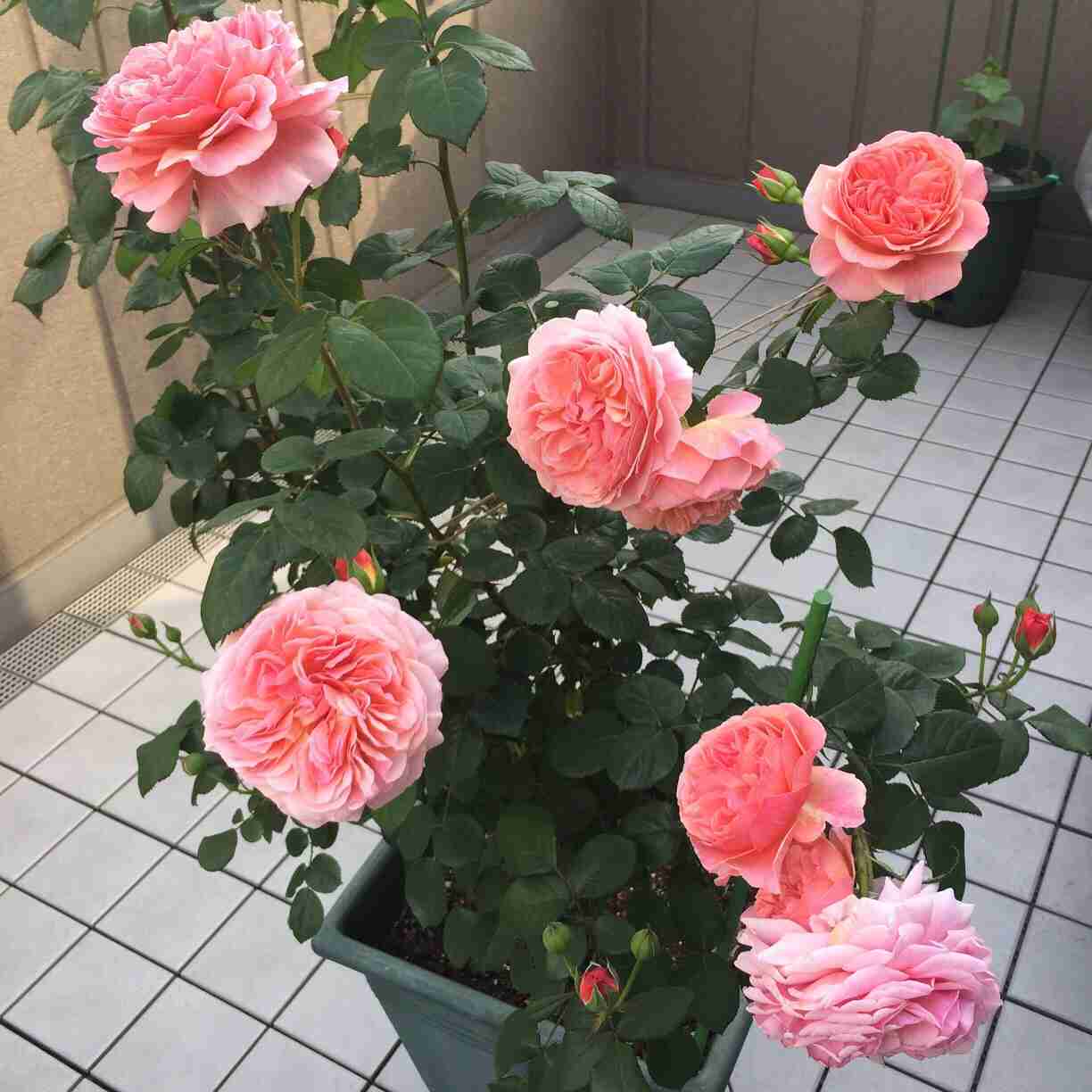 お家でお花育ててる方、何の花を育ててますか?