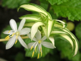 お家でお花育ててる方、何の花を育ててますか?