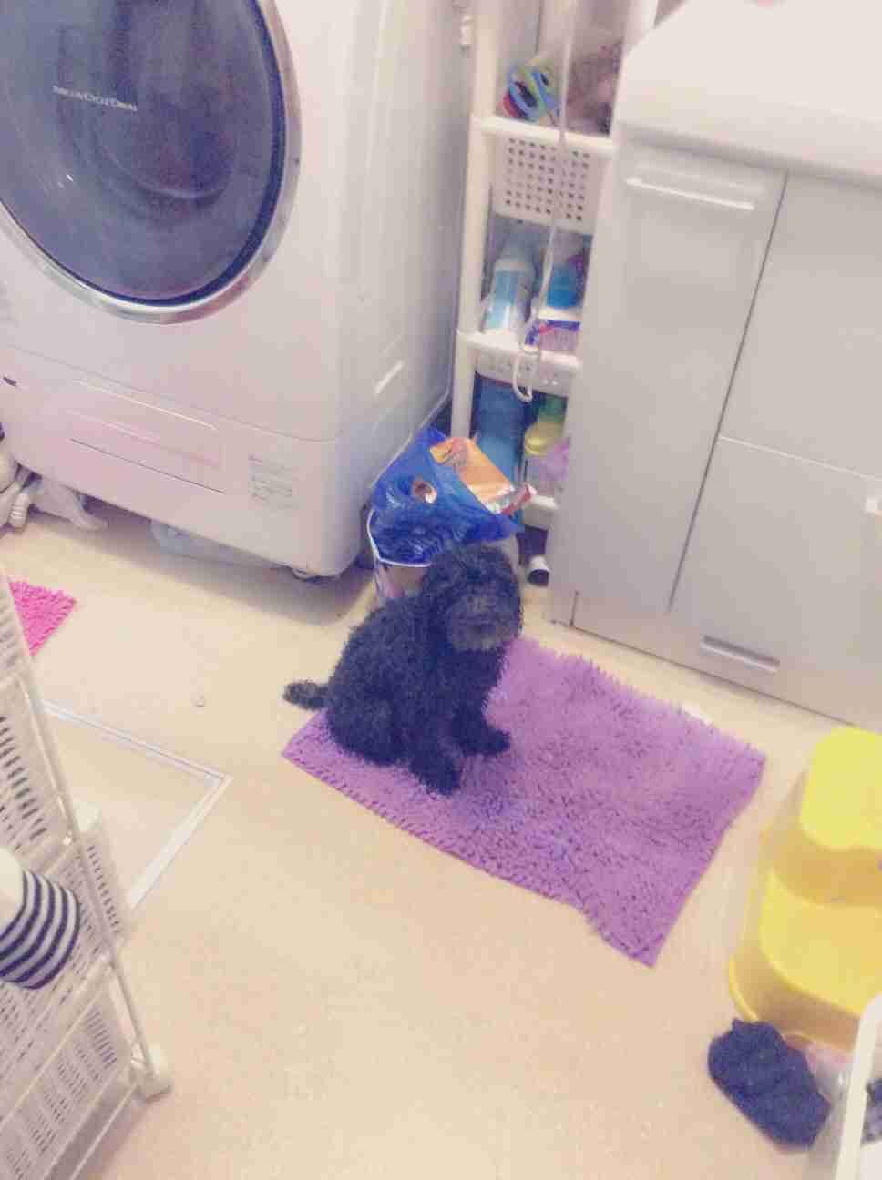 最近癒された事
