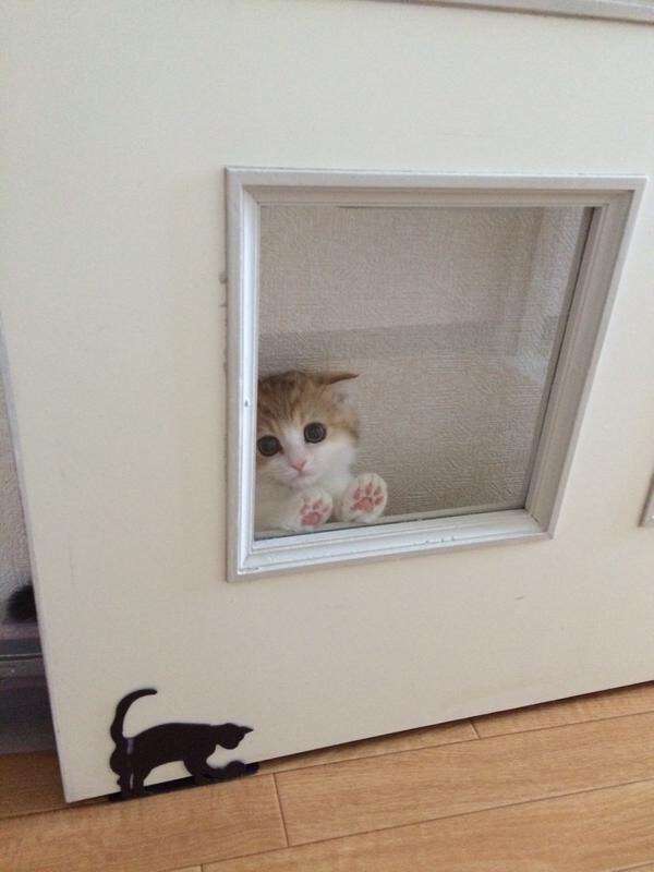 最近癒された事