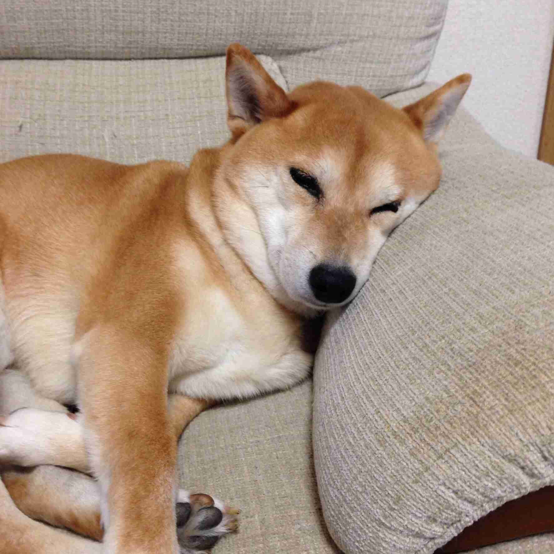 自分はペットからどう思われてると思いますか？