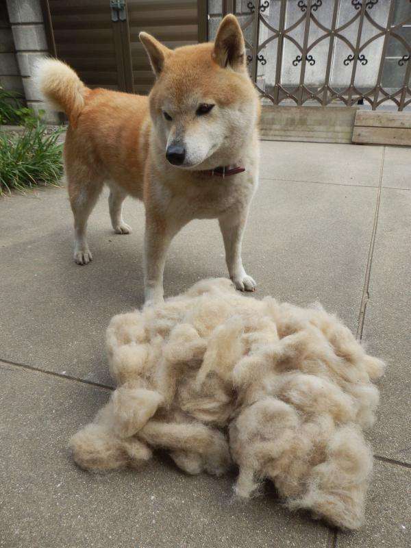 ペットの抜毛対策