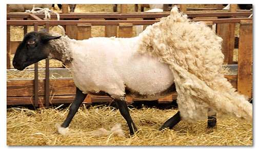 ペットの抜毛対策