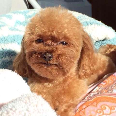 ペットの抜毛対策