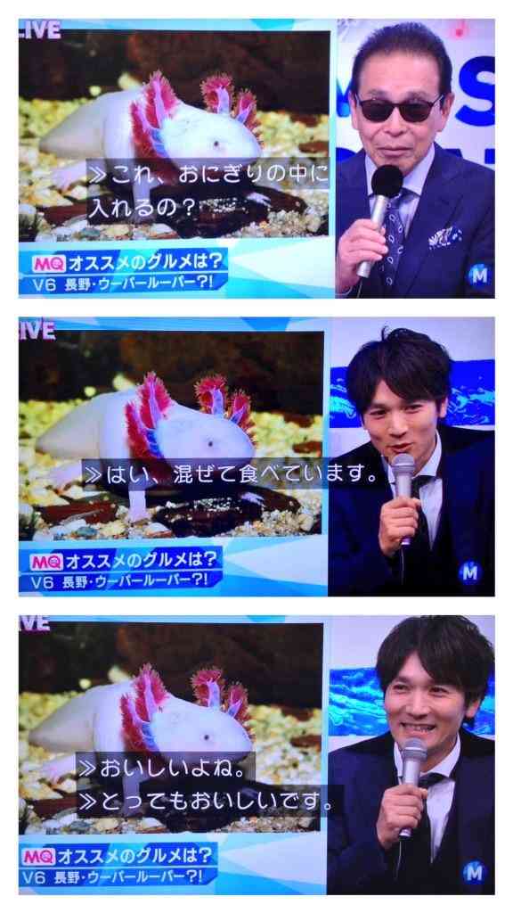 ゆる〜い画像を貼るトピ