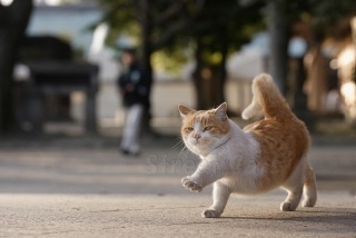 ゆる〜い画像を貼るトピ