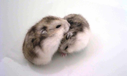 ゆる〜い画像を貼るトピ