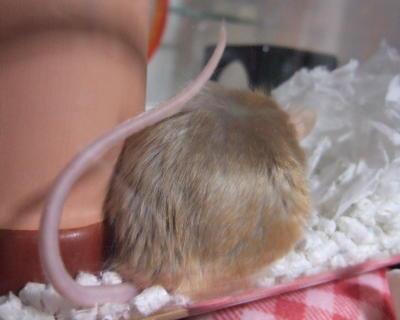ゆる〜い画像を貼るトピ