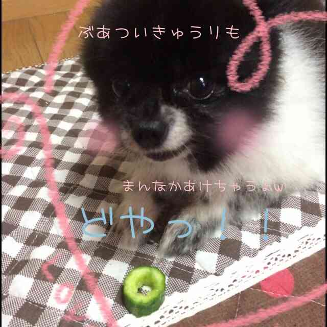 我が家の犬だけ？と思うこと・行動