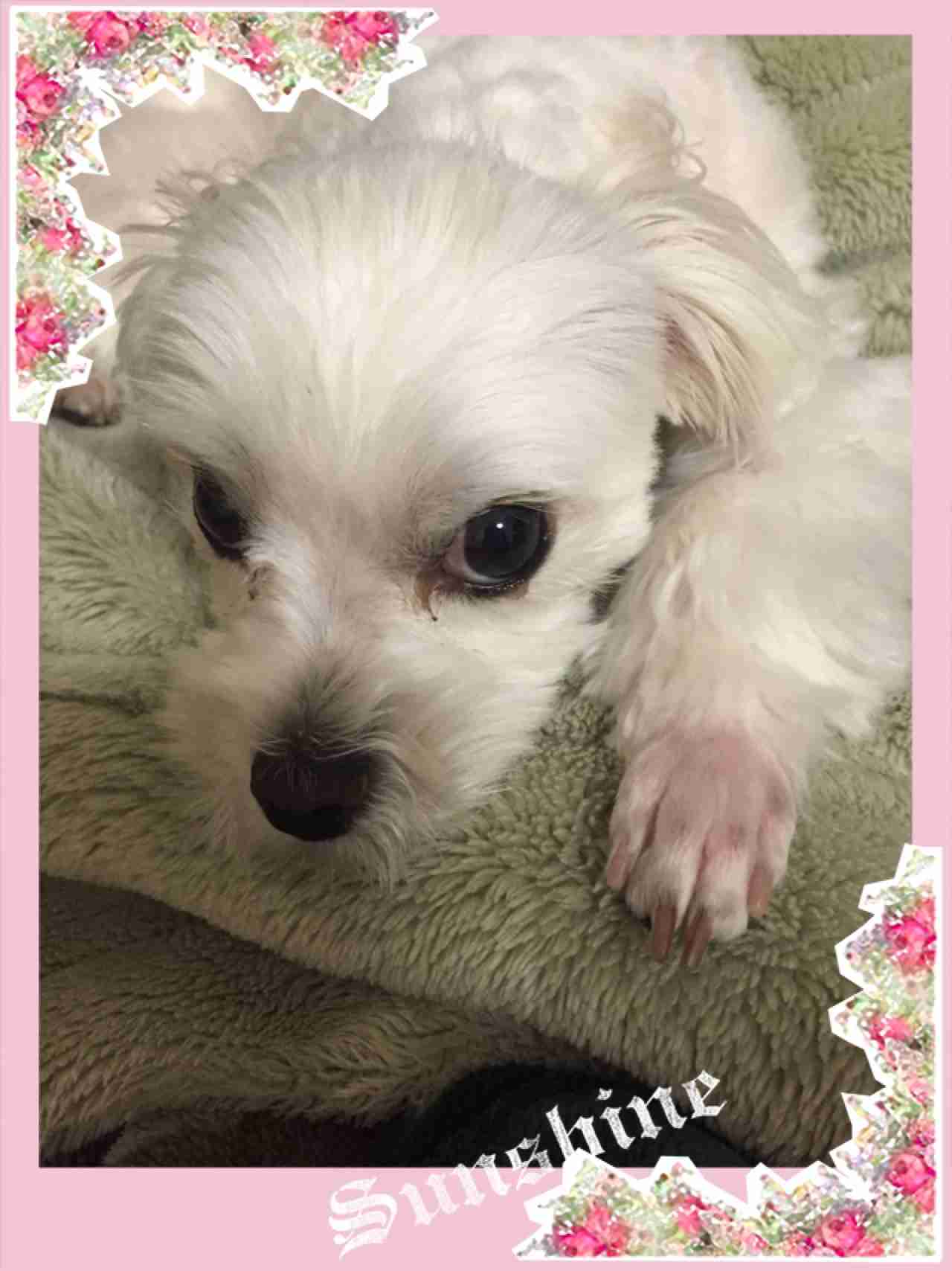 我が家の犬だけ？と思うこと・行動