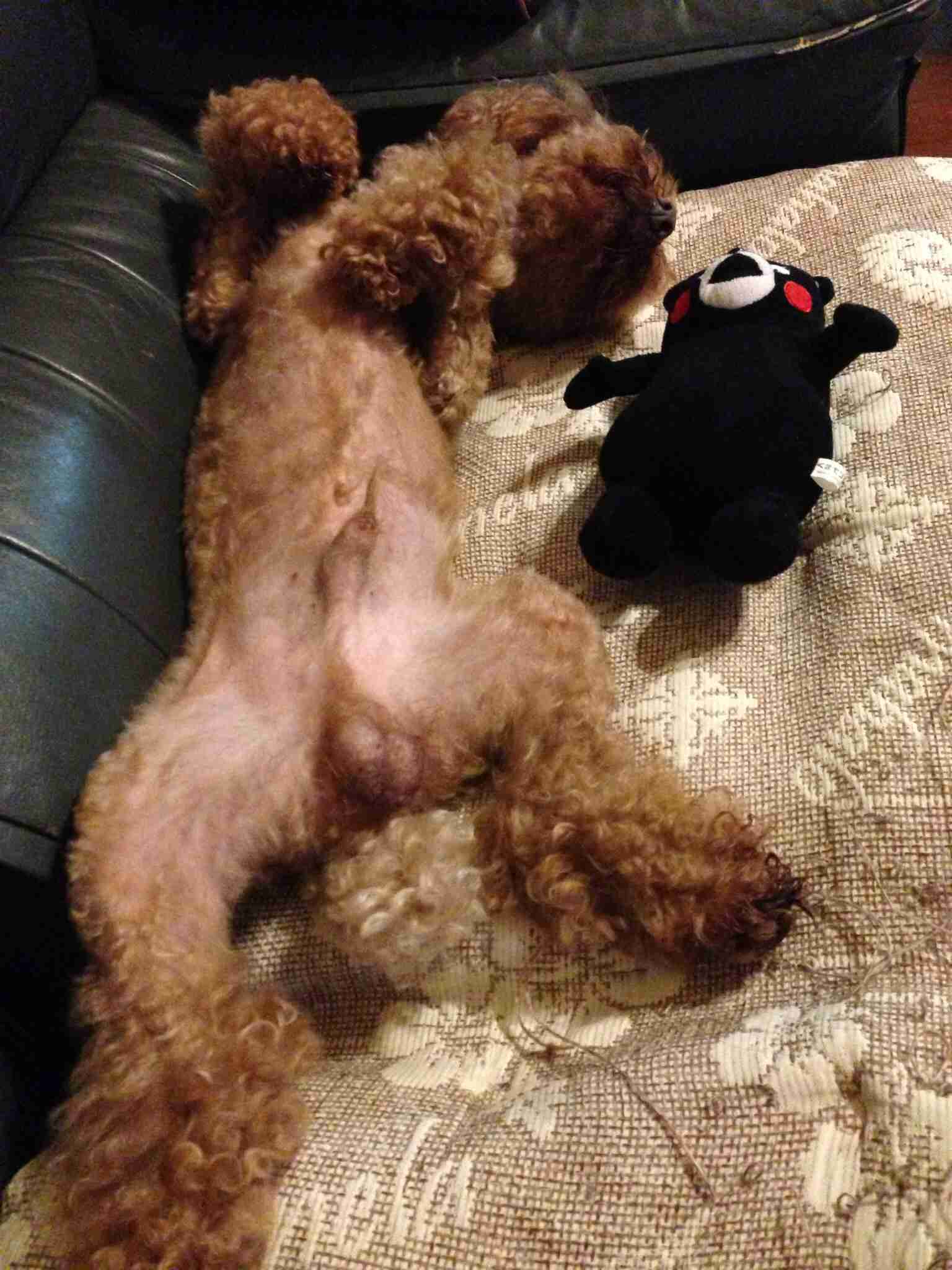 我が家の犬だけ？と思うこと・行動
