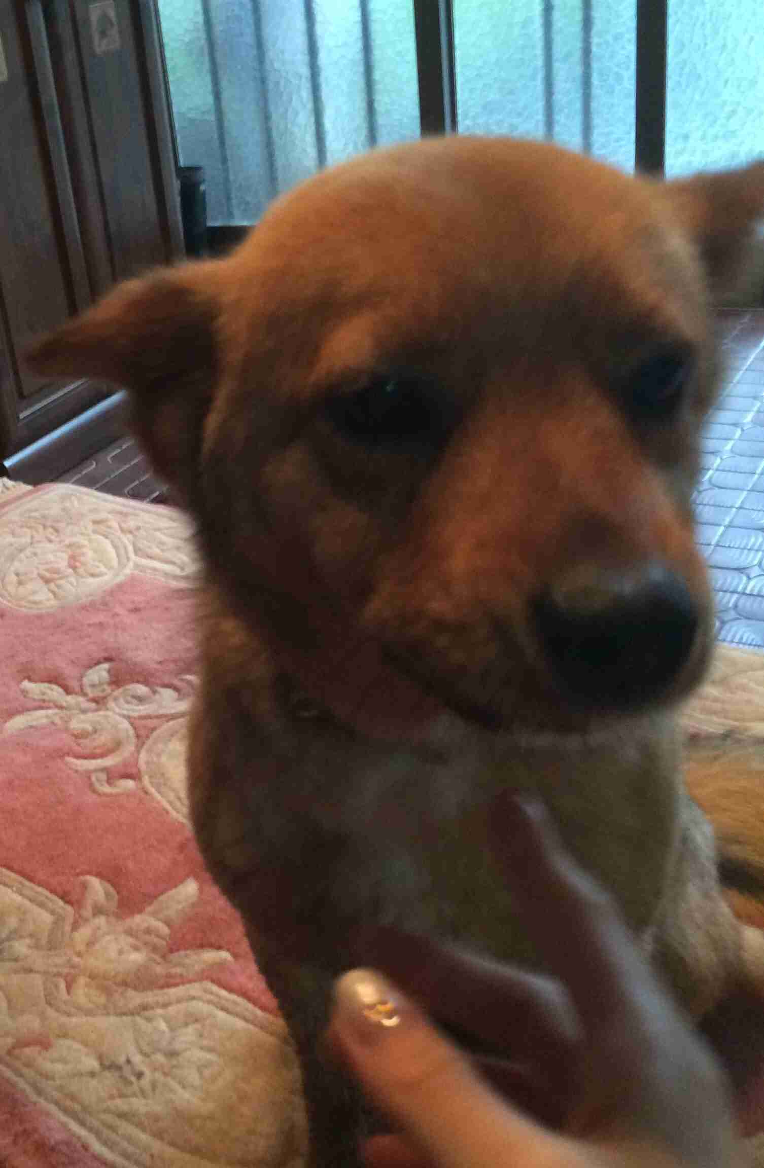 雑種の犬(ミックス犬)を飼ってる人、飼ってた人