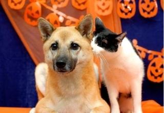 雑種の犬(ミックス犬)を飼ってる人、飼ってた人