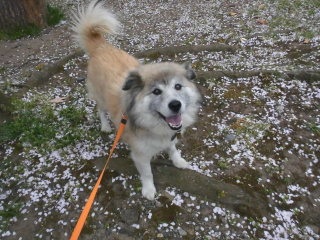 雑種の犬(ミックス犬)を飼ってる人、飼ってた人