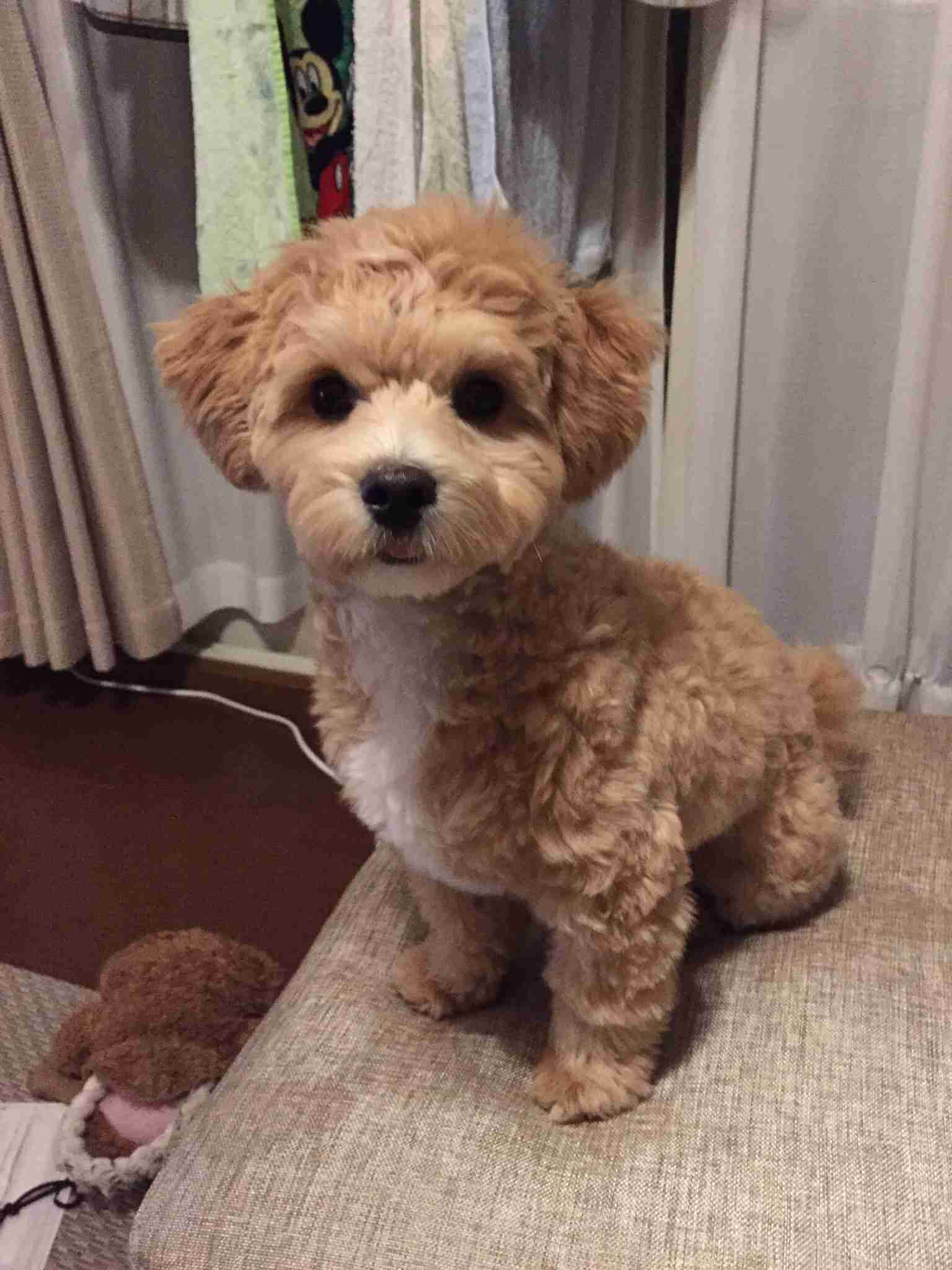 雑種の犬(ミックス犬)を飼ってる人、飼ってた人