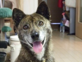 雑種の犬(ミックス犬)を飼ってる人、飼ってた人