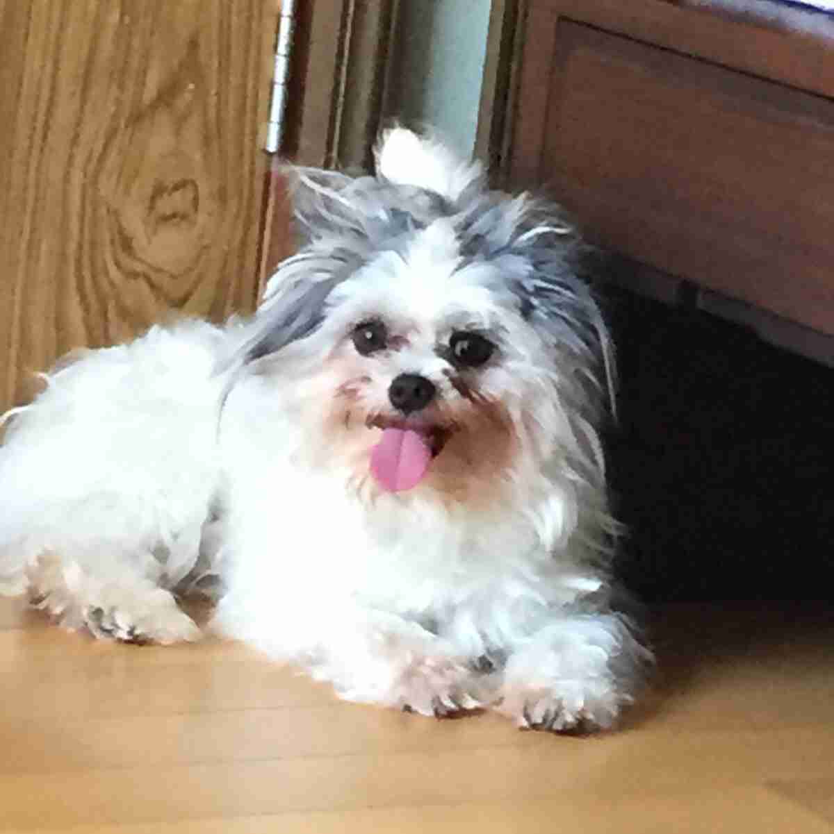 雑種の犬(ミックス犬)を飼ってる人、飼ってた人