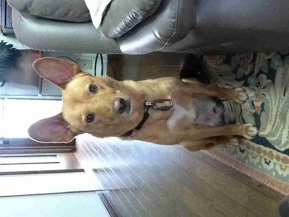 雑種の犬(ミックス犬)を飼ってる人、飼ってた人