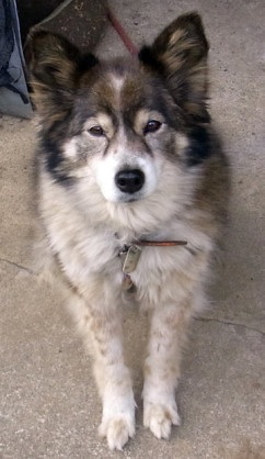 雑種の犬(ミックス犬)を飼ってる人、飼ってた人