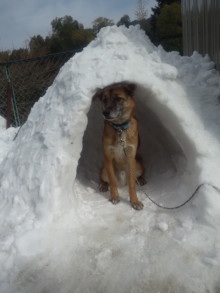 雑種の犬(ミックス犬)を飼ってる人、飼ってた人