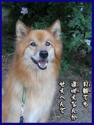 雑種の犬(ミックス犬)を飼ってる人、飼ってた人