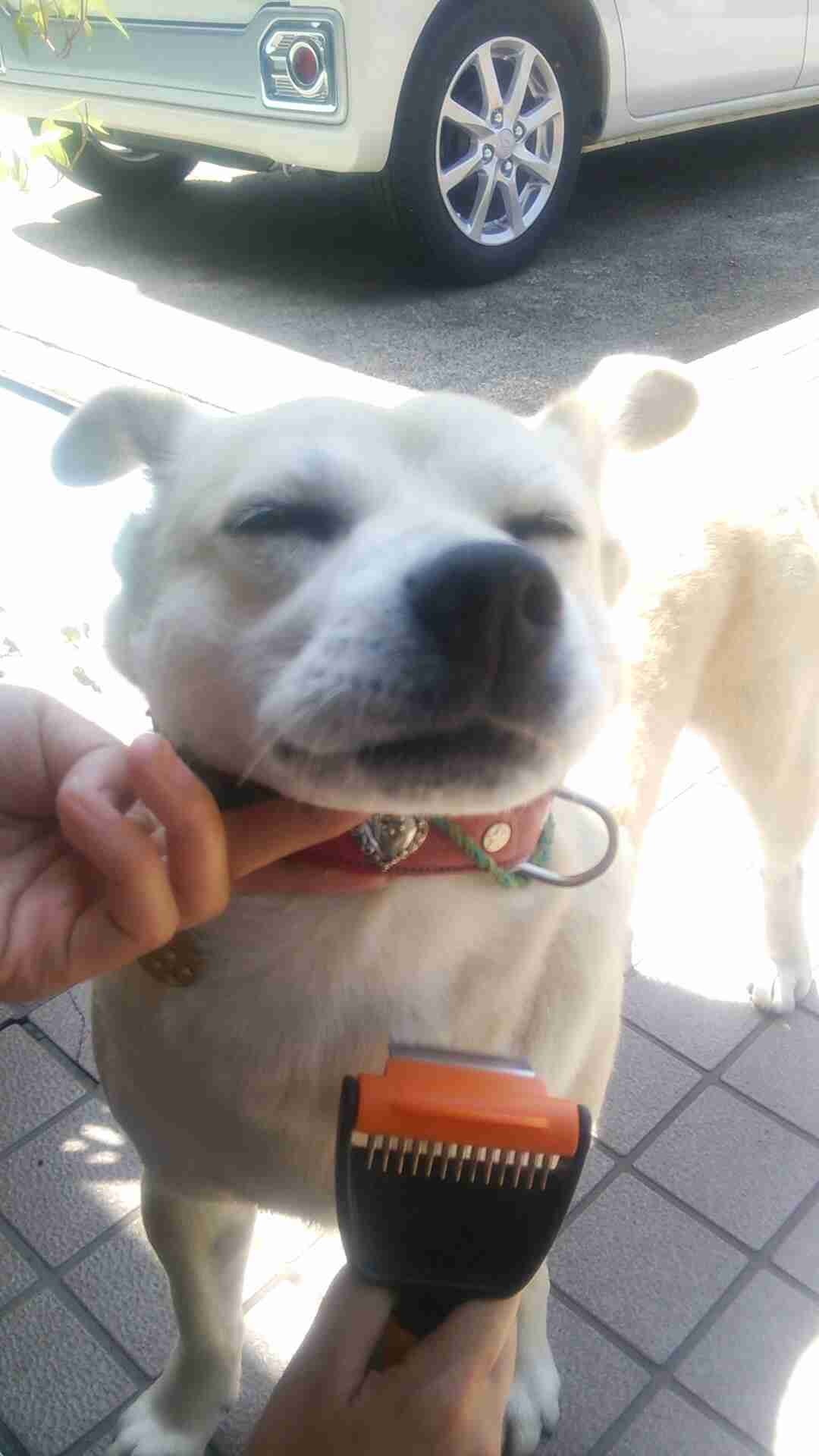 雑種の犬(ミックス犬)を飼ってる人、飼ってた人